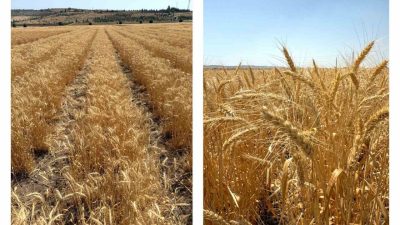 ETİ kurak iklim koşullarına dayanıklılığı ile öne çıkan Kanatlı Buğdayı