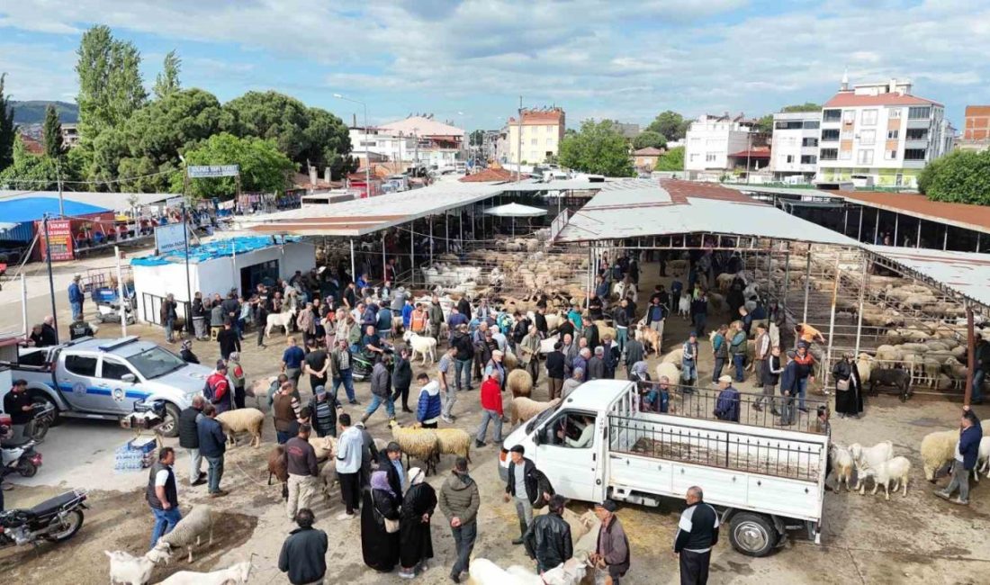 Kurban Bayramı’na sayılı saatler kala, bölgenin tek ruhsatlı canlı hayvan