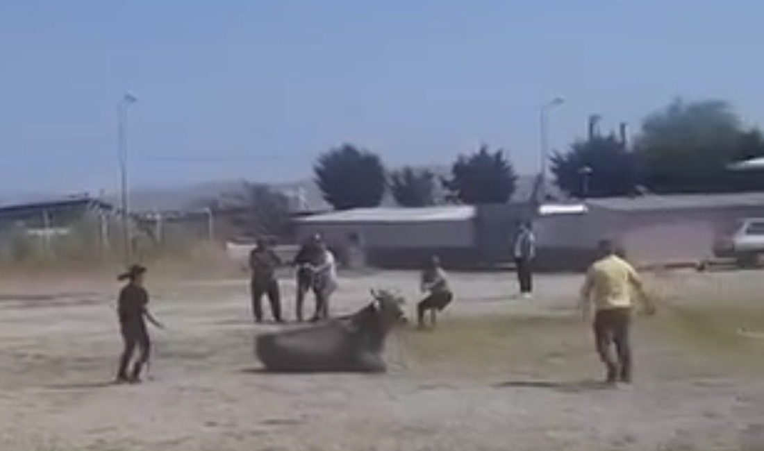 Balıkesir’in Gönen ilçesinde kurulan hayvan pazarında kaçan bir inek ortalığı