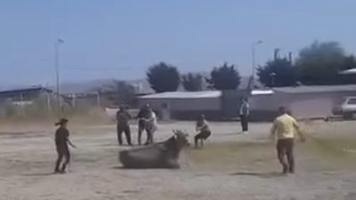 Balıkesir’in Gönen ilçesinde kurulan hayvan pazarında kaçan bir inek ortalığı