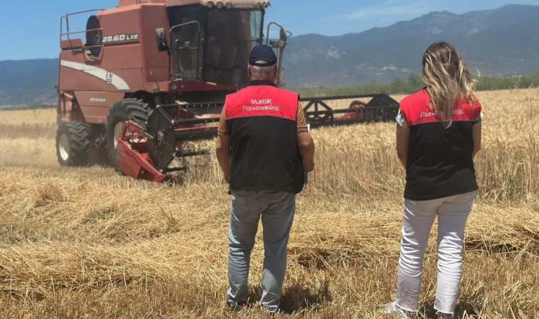 Balıkesir’in Edremit ilçesinde stratejik tarım ürünlerinden buğdayın hasat mevsimi resmen