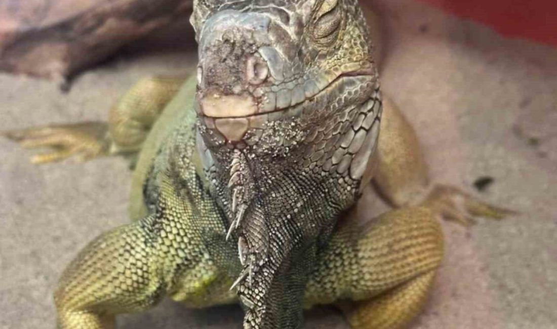 İstanbul’da bir eve düzenlenen operasyonda, gerekli izinleri bulunmayan tarantula, yılan,
