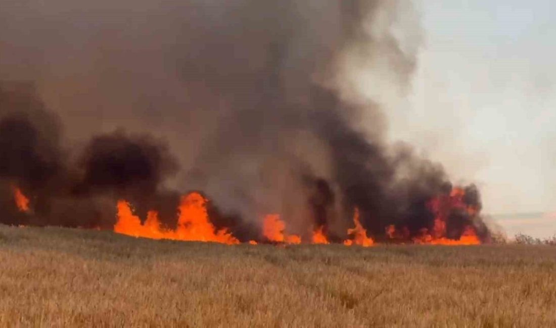 Tekirdağ’ın Süleymanpaşa ilçesinde çıkan ve buğday tarlalarına sıçrayan yangında yaklaşık