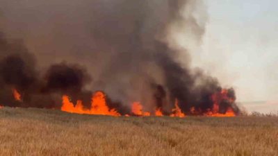Tekirdağ’ın Süleymanpaşa ilçesinde çıkan ve buğday tarlalarına sıçrayan yangında yaklaşık