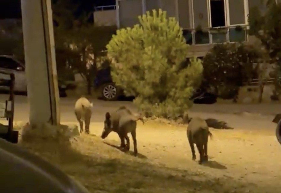 Balıkesir’in Ayvalık ilçesinde son dönemde özellikle akşam saatlerinde mahalle aralarında