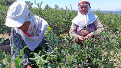 Bilecik’te yüzde 50 hibe desteğiyle kurak araziye kurulan yaban mersini