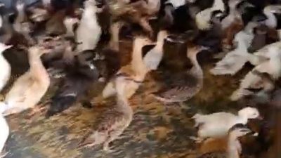 Edirne’nin Enez ilçesinde gerçekleştirilen operasyonda, ticarete konu edildiği tespit edilen