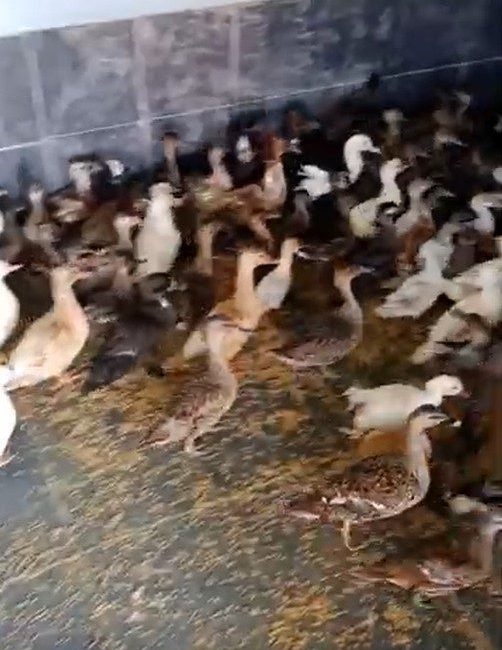 Edirne’nin Enez ilçesinde gerçekleştirilen operasyonda, ticarete konu edildiği tespit edilen