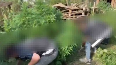 Sakarya’nın Sapanca ilçesinde polis ekiplerince düzenlenen uyuşturucu operasyonunda 9 kök