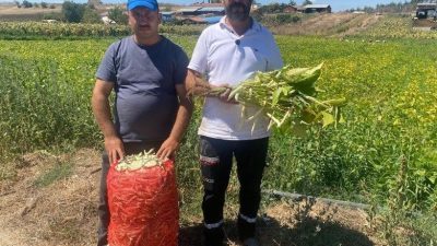 Bursa’da alternatif arayan köylüler tavsiye üzerine 1 dönümlük arazide ektikleri