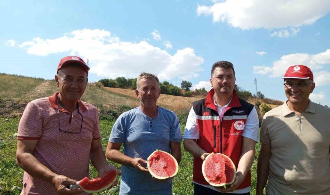 Tekirdağ’ın Süleymanpaşa ilçesinde yetiştirilen karpuzlarda hasat başlarken, ürünler kısa süre