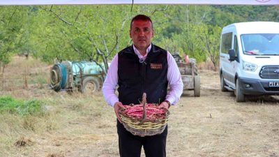Bilecik’te 3 bin 700 dekar alanda üretilen barbunyanın hasadı başladı.