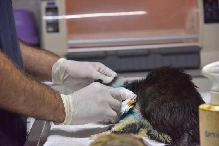 Bilecik’te duyarlı bir vatandaş tarafından sol ön patisine basamadığı için