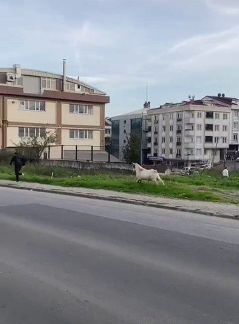 Esenyurt’ta başıboş bir keçi öğrencileri kovaladı. Öğrenciler çevredeki bir iş