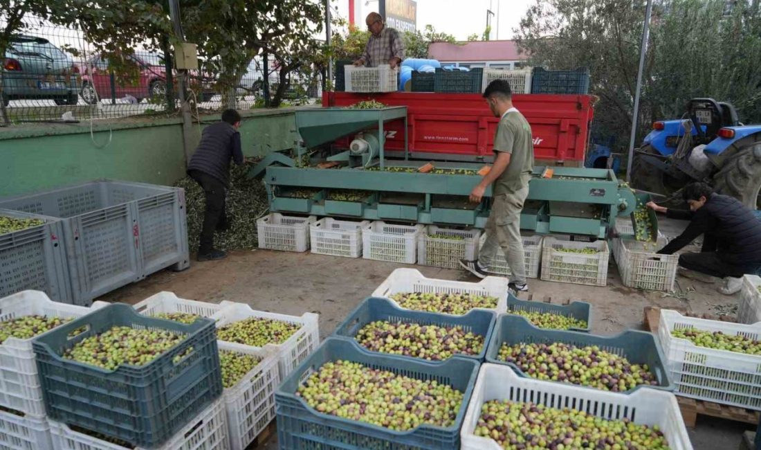 Balıkesir Kazdağları’nda coğrafi işaretli yeşil çizik zeytin için elek mesaisi