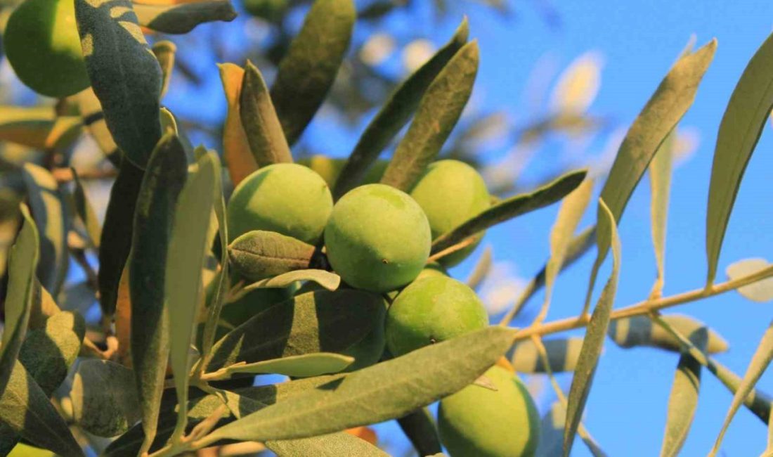 Balıkesir Üniversitesi Edremit Meslek Yüksekokulu Zeytincilik Bölümü Doktor Öğretim Üyesi