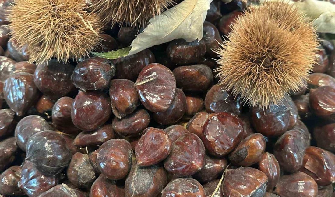 Bursa Büyükşehir Belediyesince düzenlenen Bursa Kestanesinin Geleceği Paneli’nde kestane üretimi, sorunları,