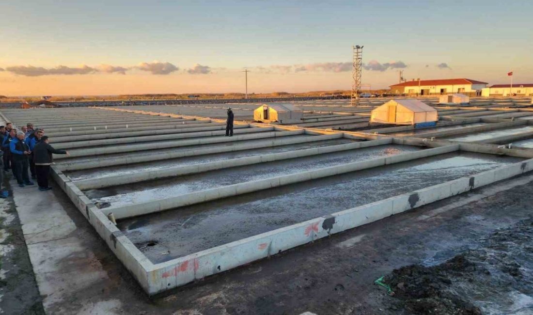 Çanakkale’nin Ayvacık ilçesinde bulunan deniz solucanı türleri yetiştiriciliği tesisi sektörde