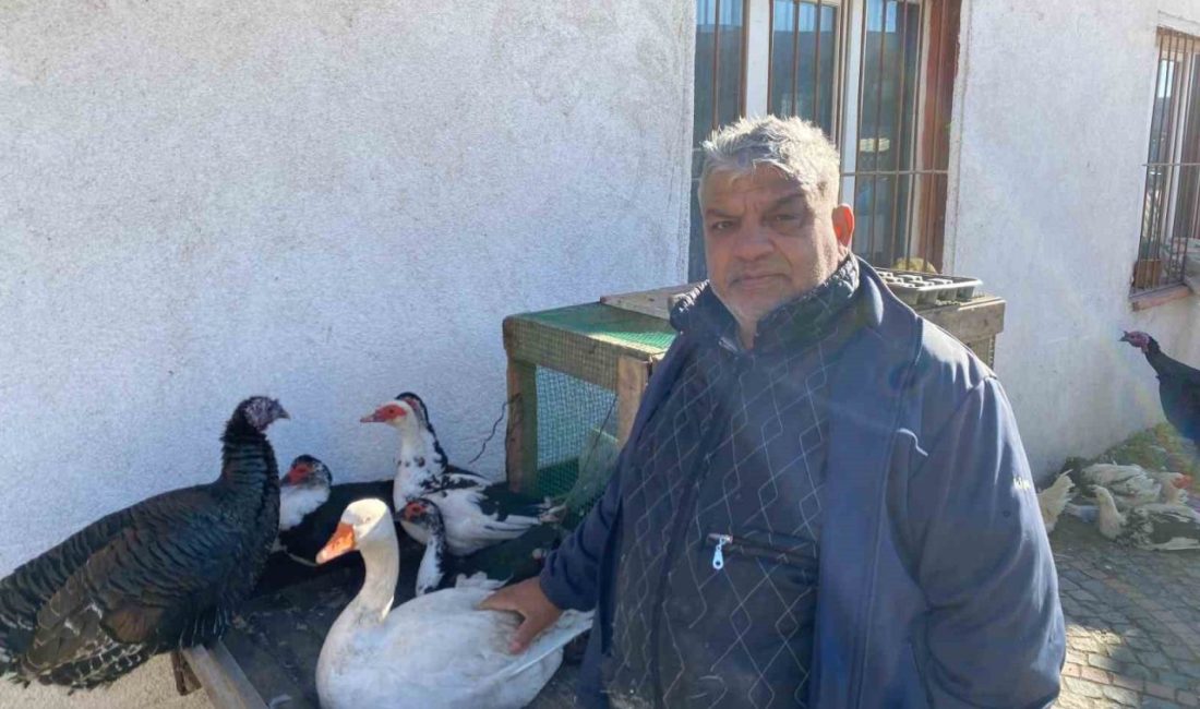 Edirne’de yeni yıl yaklaşırken artış göstermesi beklenen kanatlı hayvan satışları,