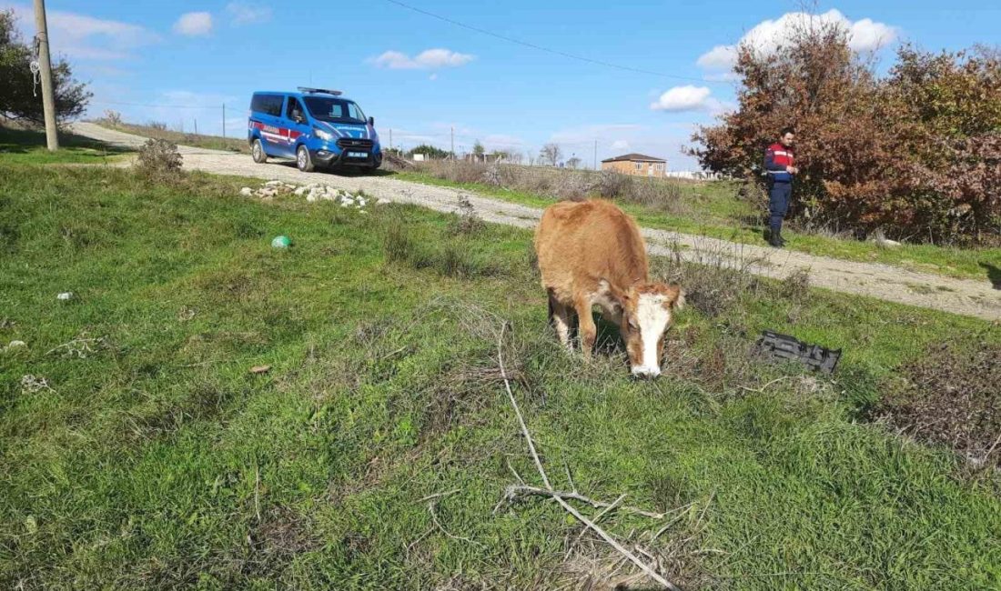 Tekirdağ Saray’da Anadolu’dan kaçak yollarla getirilen 9 adet küpesiz büyükbaş