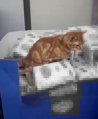 İstanbul’un Sultangazi ilçesindeki bir zincir markette un paketlerinin üzerine çıkan