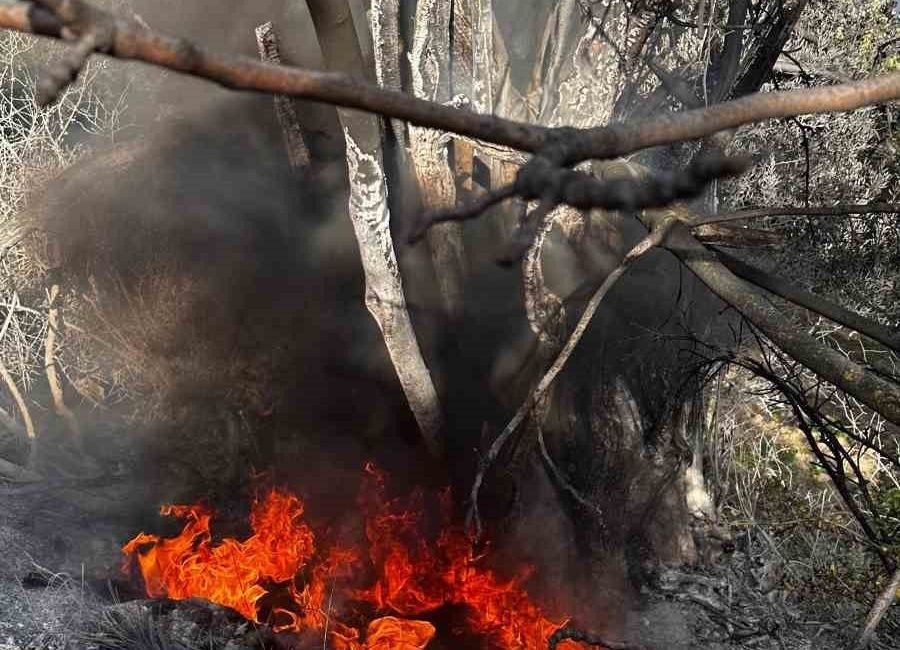 Bursa’nın Mudanya ilçesine bağlı Aydınpınar Kılıçbayır mevkiinde çıkan çalı yangını,