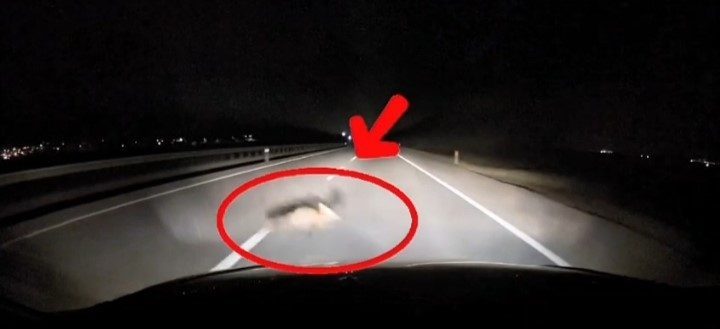 Bandırma-Karacabey yolunda seyir halinde olan bir araç, önüne aniden çıkan