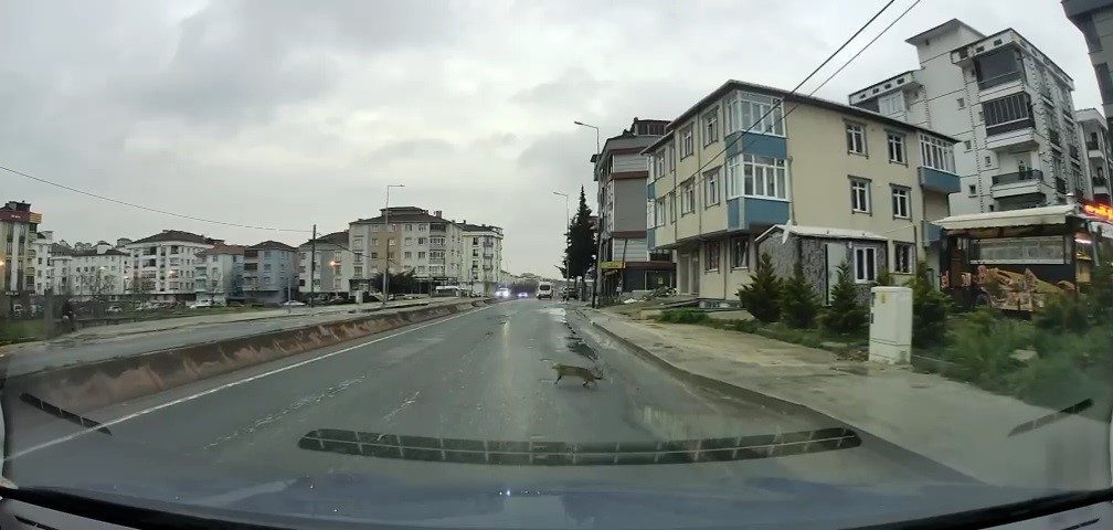 Tekirdağ’ın Çerkezköy ilçesinde yoldan geçen kedinin çarpan aracın altından sağ