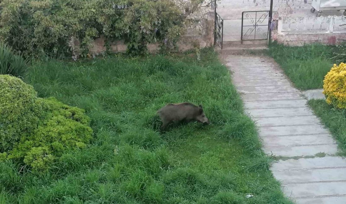 Balıkesir’in Ayvalık ilçesinin en güzel muhitlerinden biri olarak nitelendirilen Sefa-Çamlık