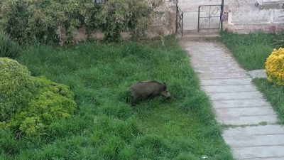 Balıkesir’in Ayvalık ilçesinin en güzel muhitlerinden biri olarak nitelendirilen Sefa-Çamlık