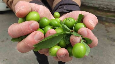 Balıkesir’in Burhaniye ilçesinde, baharla birlikte her taraf yeşillenirken, erkenci erikler