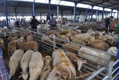 Balıkesir genelinde faaliyet gösteren tüm hayvan pazarlarının ikinci bir duyuruya