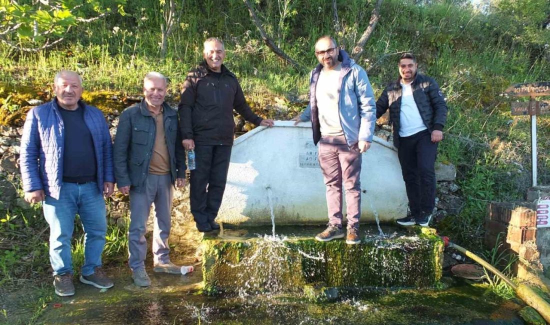 Türkiye’nin önemli zeytin üretim merkezlerinden Balıkesir’in Burhaniye ilçesinde, bol yağışlı