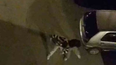 Bursa’da yabancı uyruklu iki şahsın sokak ortasında dakikalarca süren kavgası,