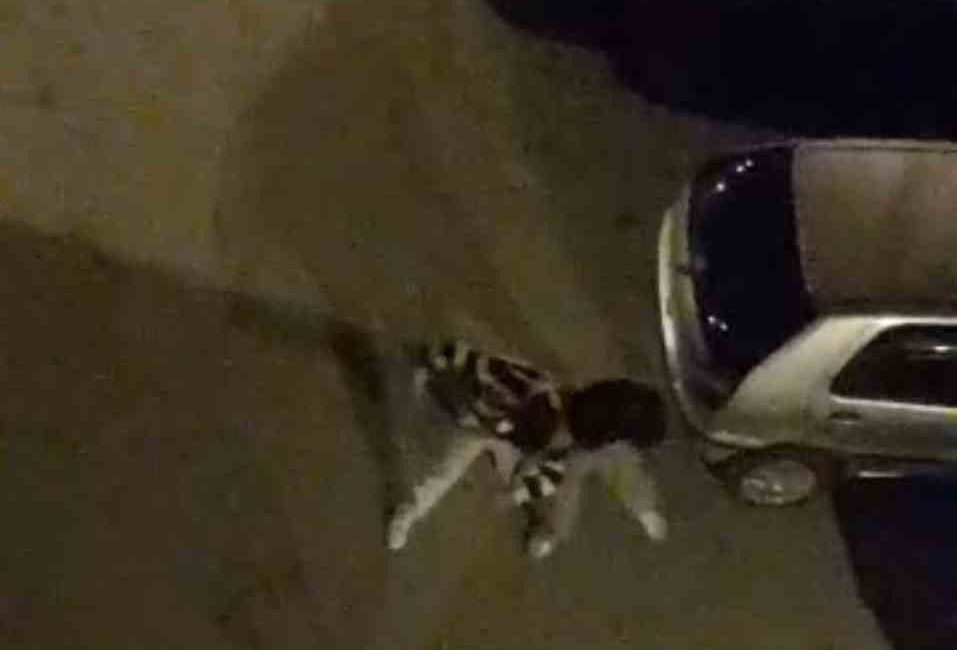 Bursa’da yabancı uyruklu iki şahsın sokak ortasında dakikalarca süren kavgası,