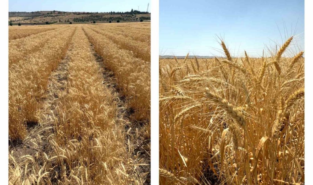 ETİ kurak iklim koşullarına dayanıklılığı ile öne çıkan Kanatlı Buğdayı