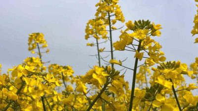Tekirdağ Hayrabolu ilçesinde bu yıl yaklaşık 21 bin dekara ekimi