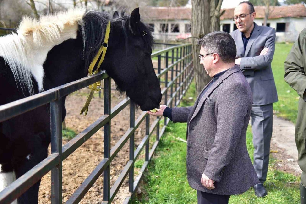Türkiye’nin ilk tüp tayı olarak 2 yıl önce Balıkesir Üniversitesi’nde