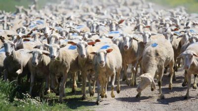 Tarım ve Orman Bakanlığı tarafından kırsal kalkınmayı desteklemek ve hayvancılıkta sürdürülebilirliği
