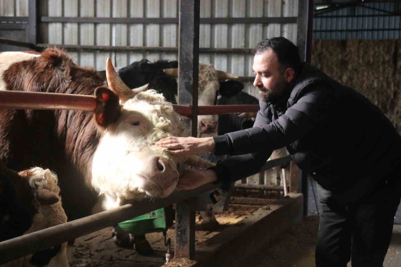 Kurban Bayramı’na yaklaşılırken Sakarya’daki besicilerde erken alım hareketliliği yaşanıyor. Erken