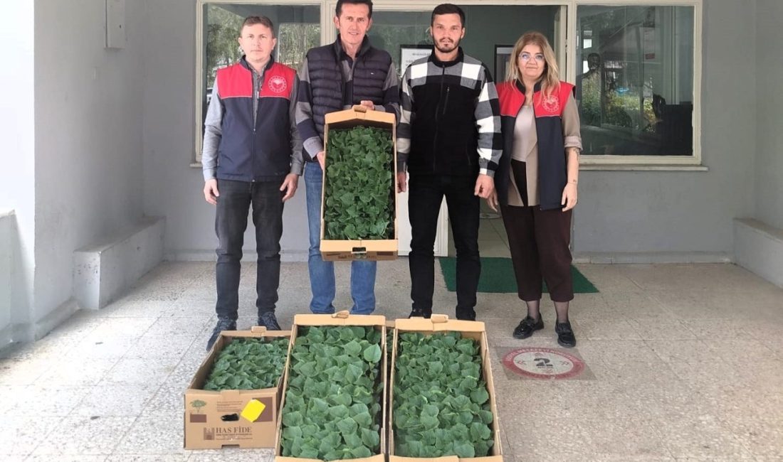 Kırklareli’nin Lüleburgaz ilçesinde örtü altı üreticisine hıyar fidesi dağıtıldı. Kırklareli