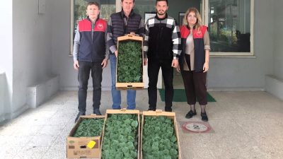 Kırklareli’nin Lüleburgaz ilçesinde örtü altı üreticisine hıyar fidesi dağıtıldı. Kırklareli