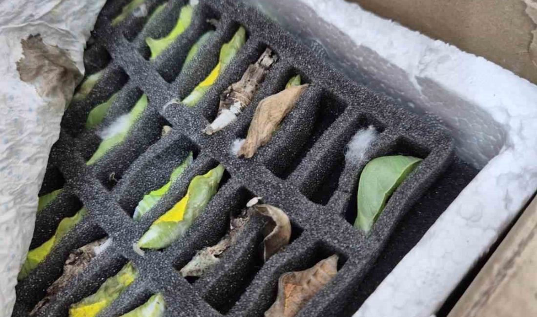 Edirne Kapıkule karşısındaki Bulgaristan’ın Kaptan Andreevo sınır kapısında çantalarla Türkiye’ye