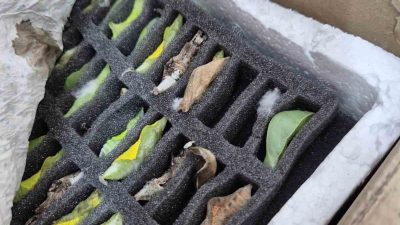 Edirne Kapıkule karşısındaki Bulgaristan’ın Kaptan Andreevo sınır kapısında çantalarla Türkiye’ye