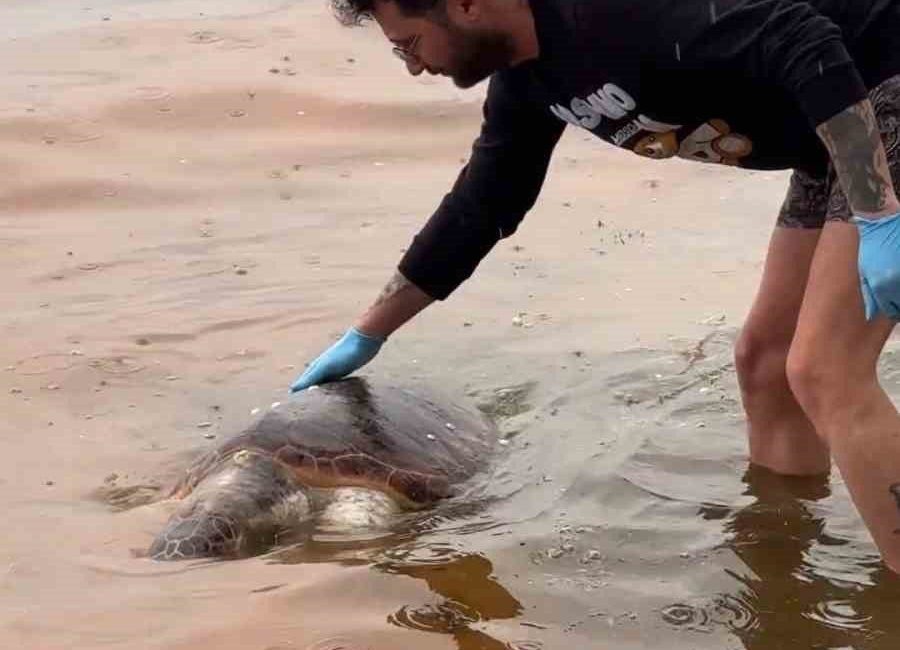Tekirdağ’da sahile caretta caretta cinsi ölü deniz kaplumbağası vurdu. Edinilen