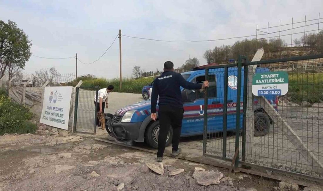 Yalova Belediyesi Sokak Hayvanları Yaşam Merkezi’nde yaşanan köpek ölümleriyle ilgili