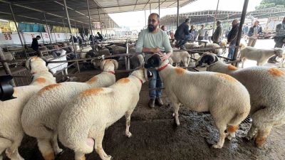 Balıkesir’in Havran ilçesinde kurulan ve bölgenin tek ruhsatlı canlı hayvan