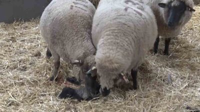Balıkesir’deki bir hayvancılık işletmesinde dünyaya gelen Merinos cinsi kuzu, iki