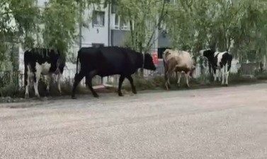 Bilecik’te kurulan hayvan pazarından kaçan büyükbaş havanlar gezintiye çıktı. Bilecik