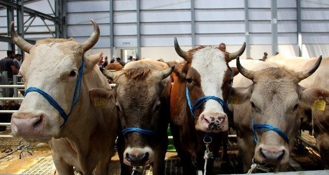 Migros, Kurban Bayramı’nda İslami usullere uygun ve hijyenik şartlarda kesimi